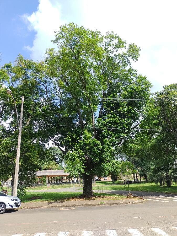 Lafoensia glyptocarpa habit