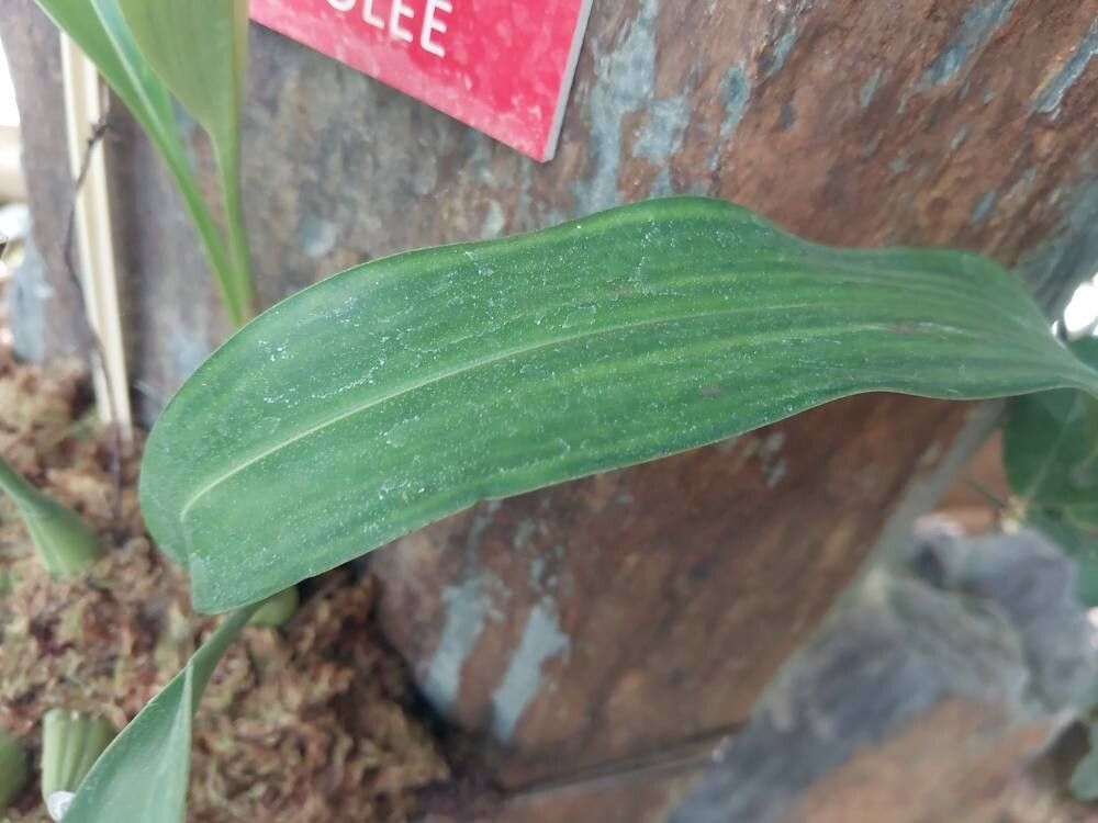 Coelogyne gardneriana leaf