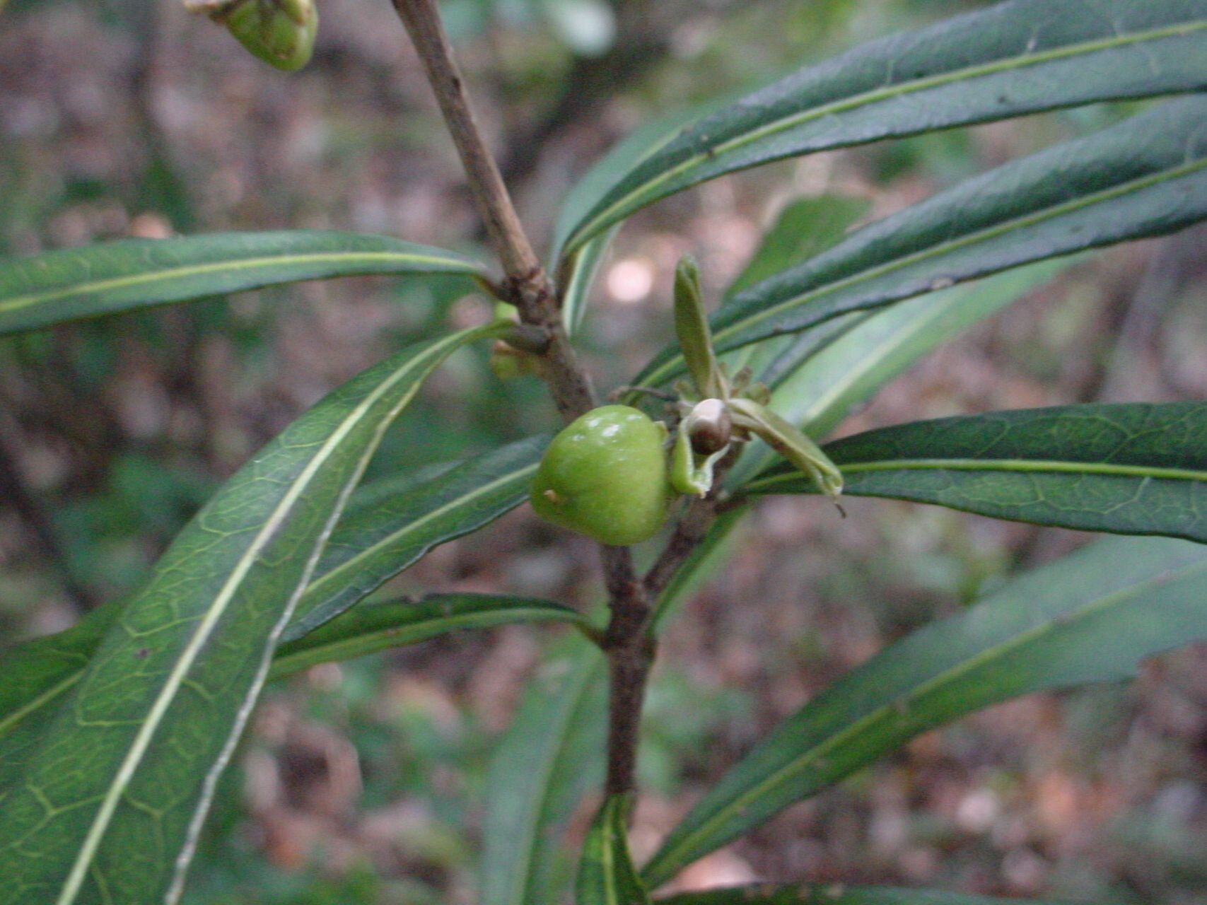 Hybanthus caledonicus fruit