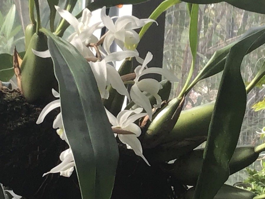 Coelogyne nervosa flower