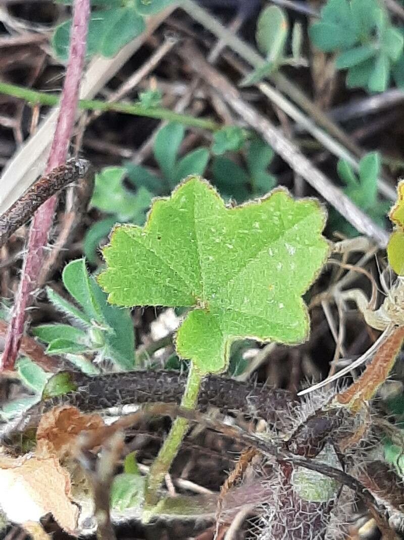 Malva hispanica leaf