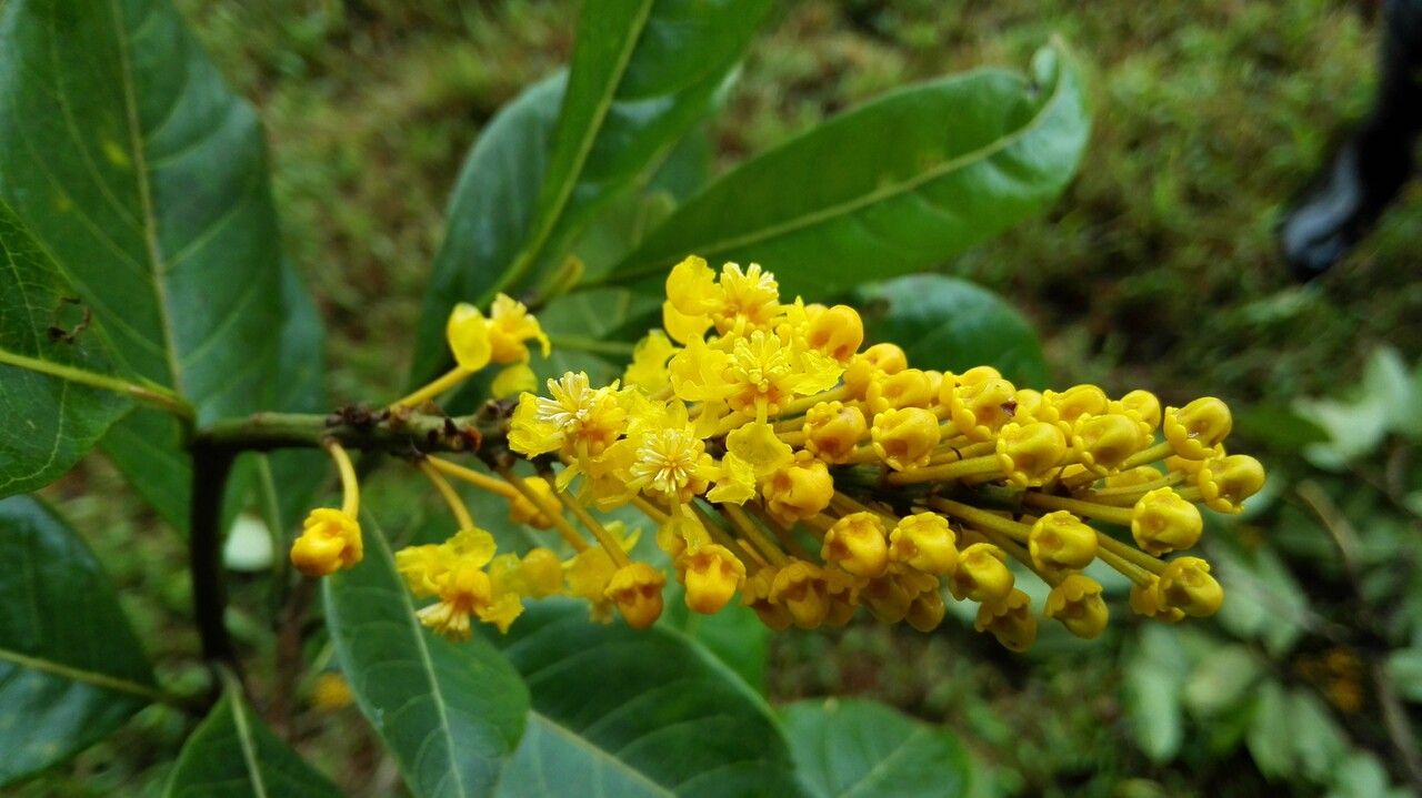 Byrsonima arthropoda flower