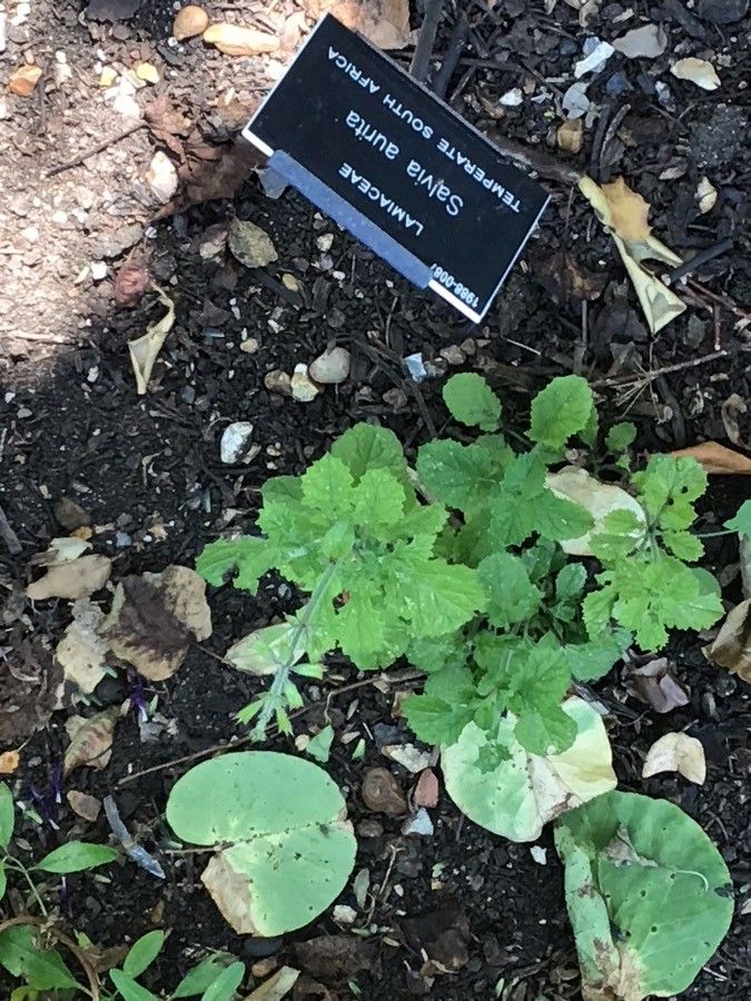 Salvia aurita — search result for 'Eswatini'