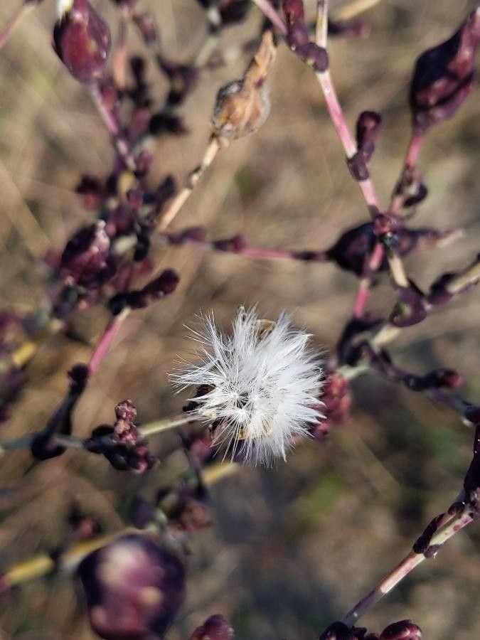 Lactuca quercina fruit
