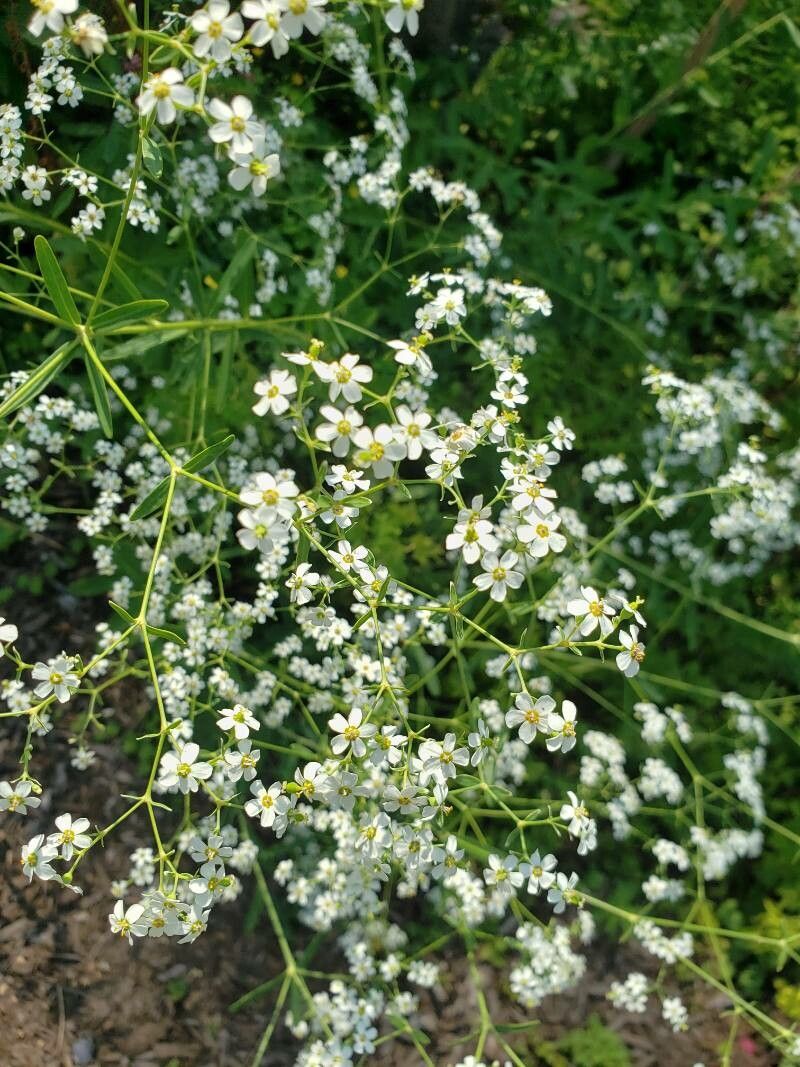 Euphorbia corollata flower