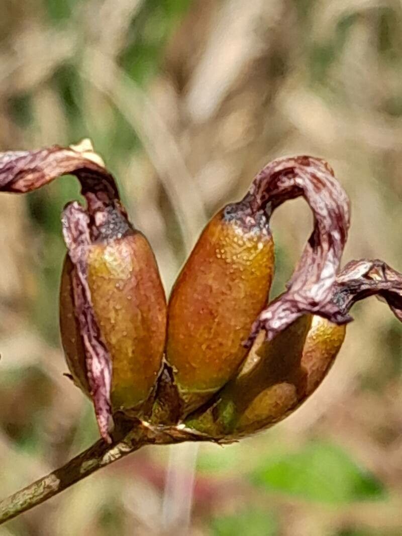 Aristea madagascariensis fruit