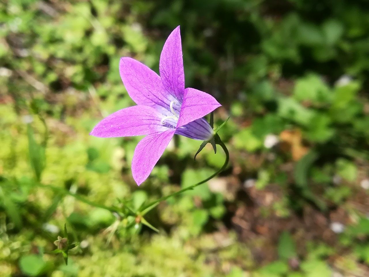 Campanula patula flower