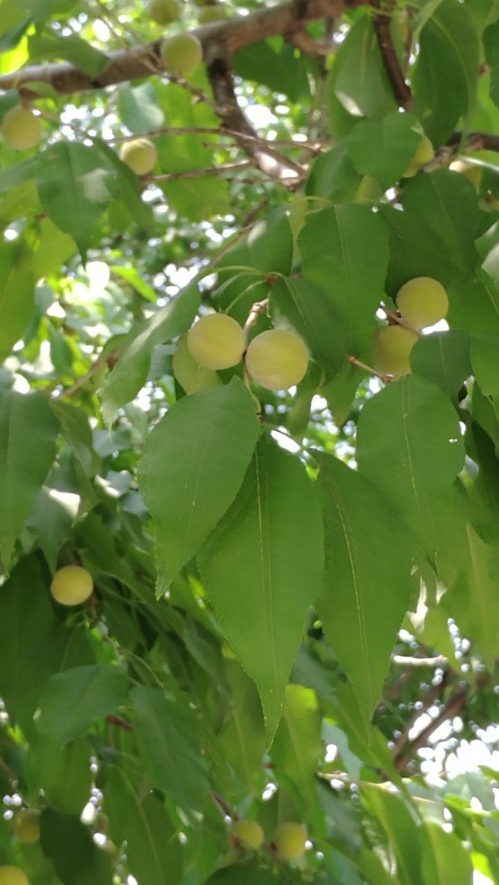 Prunus davidiana — houseplant care guide