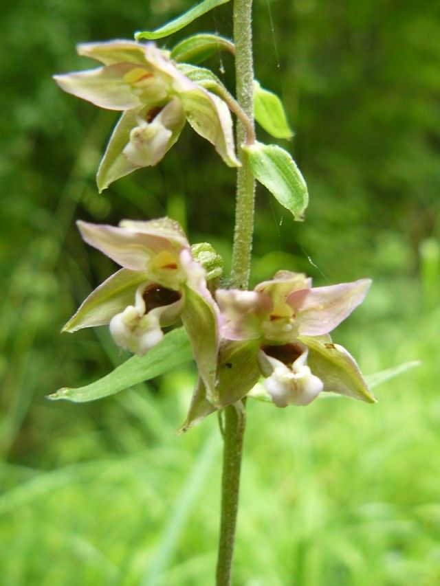 Epipactis atrorubens x Epipactis distans