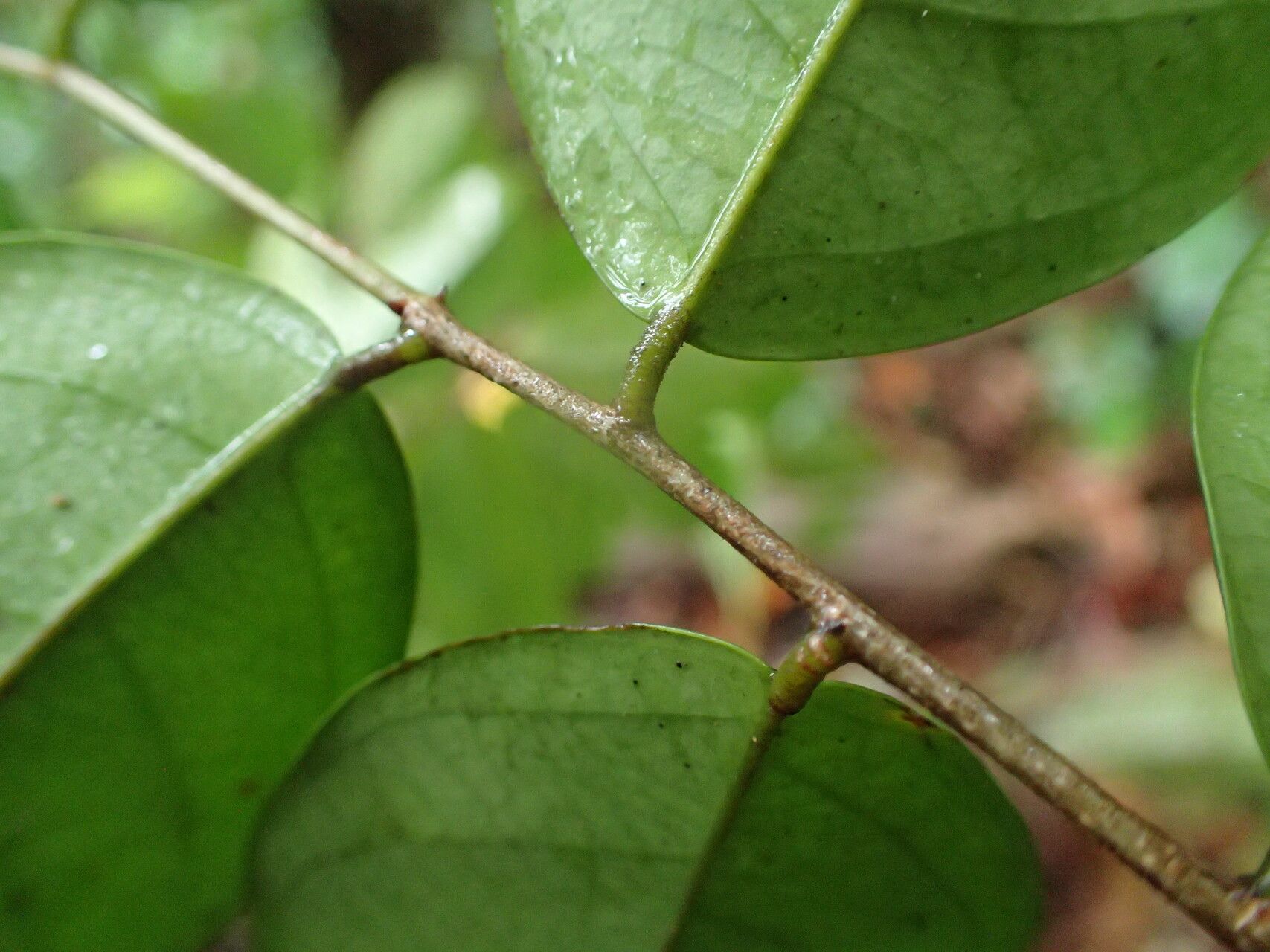 Cleistanthus libericus — houseplant care guide