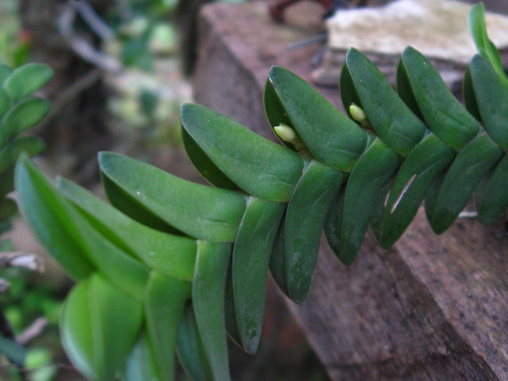 Angraecum aporoides leaf