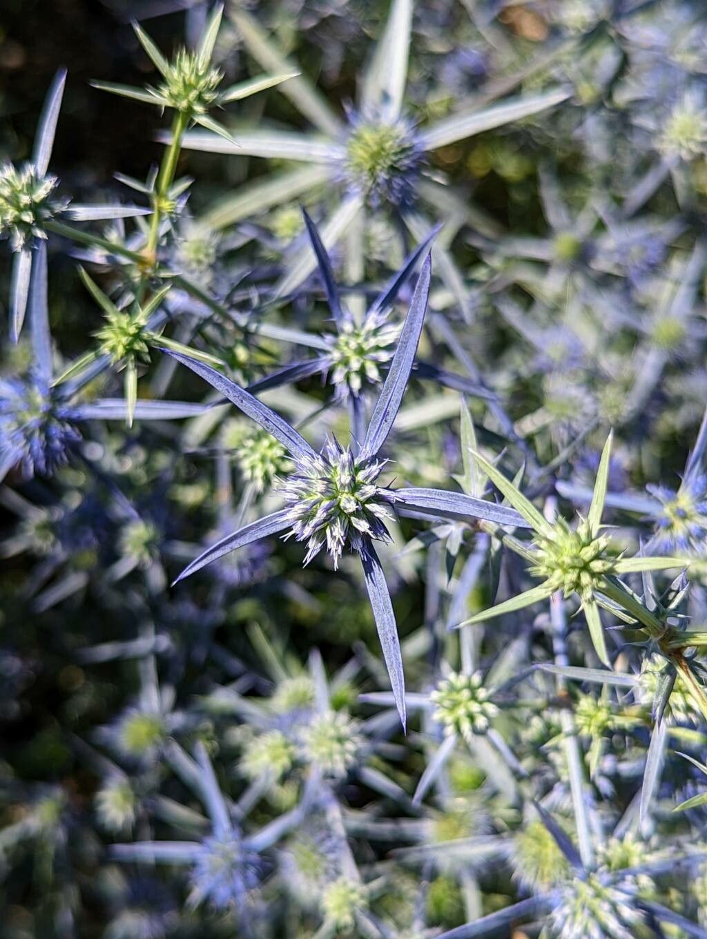 Eryngium caeruleum flower