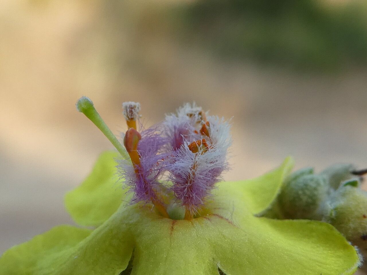 Verbascum sinuatum flower