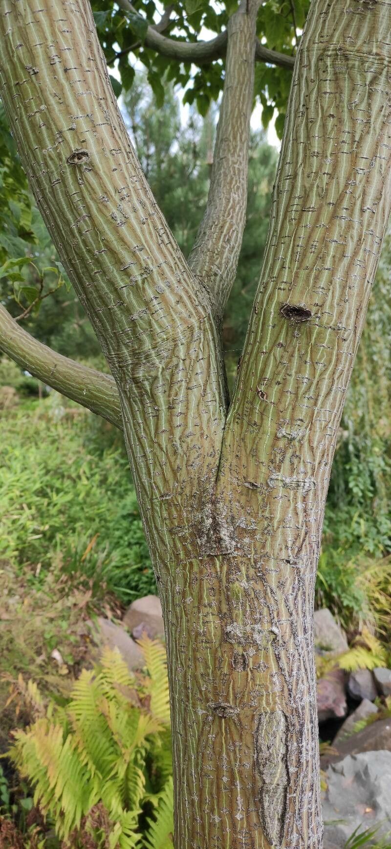 Acer capillipes bark