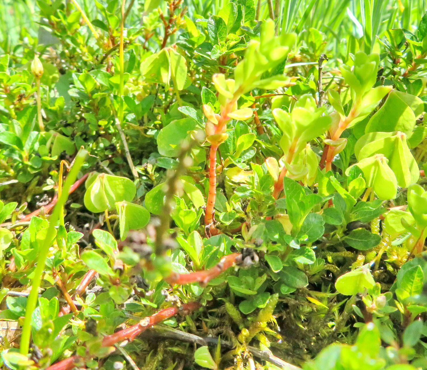 Salix calyculata — houseplant care guide