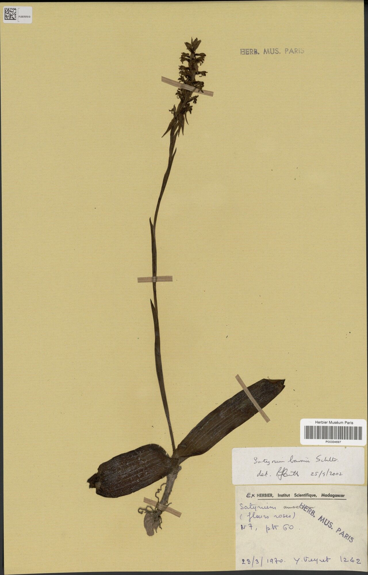 Satyrium baronii — related species from the same genus