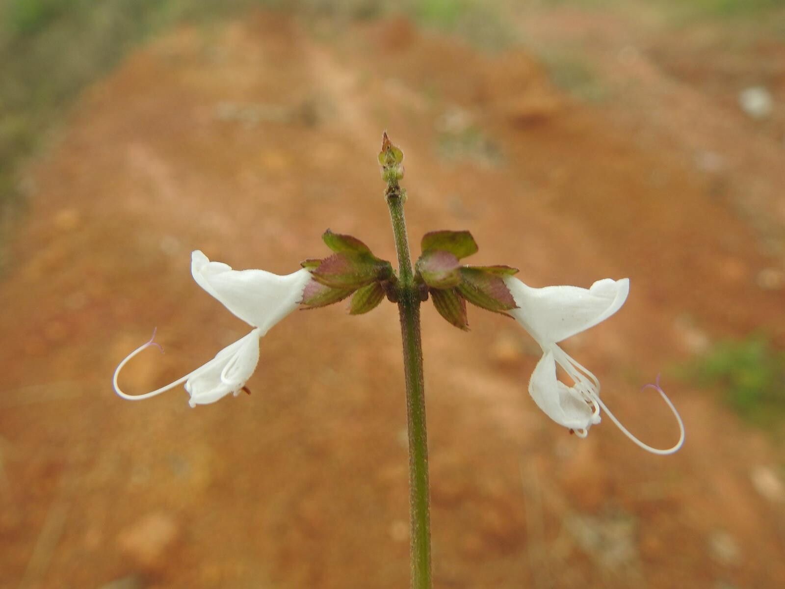 Ocimum fimbriatum flower