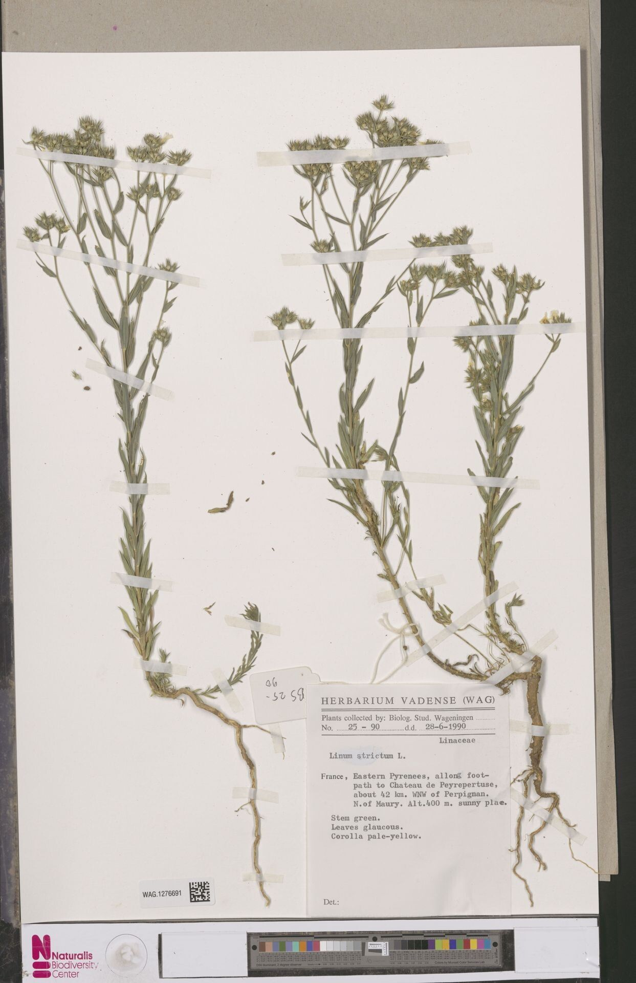 Polygala ganguelensis — houseplant care guide