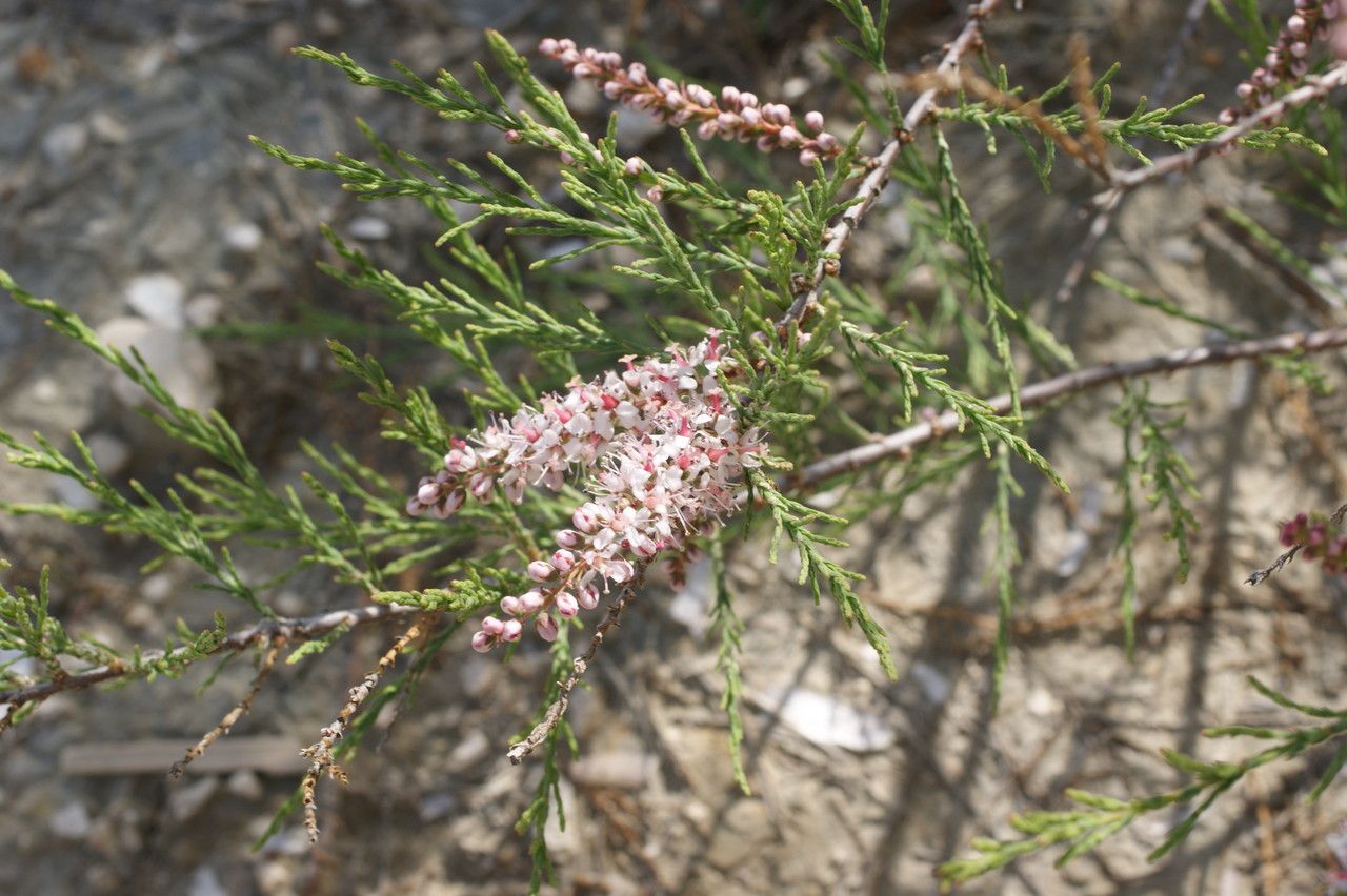 Tamarix hampeana — search result for 'Tamarix'