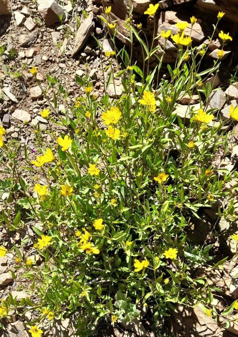 Flourensia fiebrigii habit