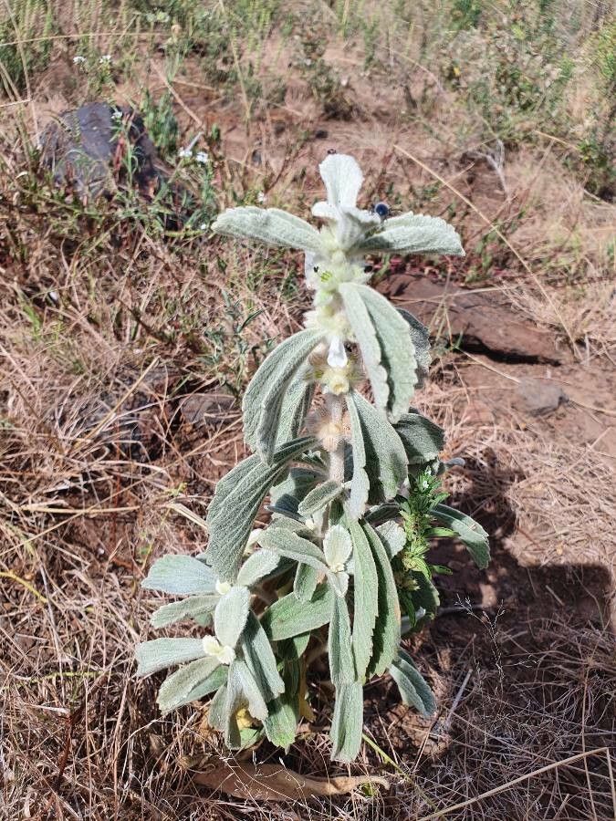Leucas tomentosa habit