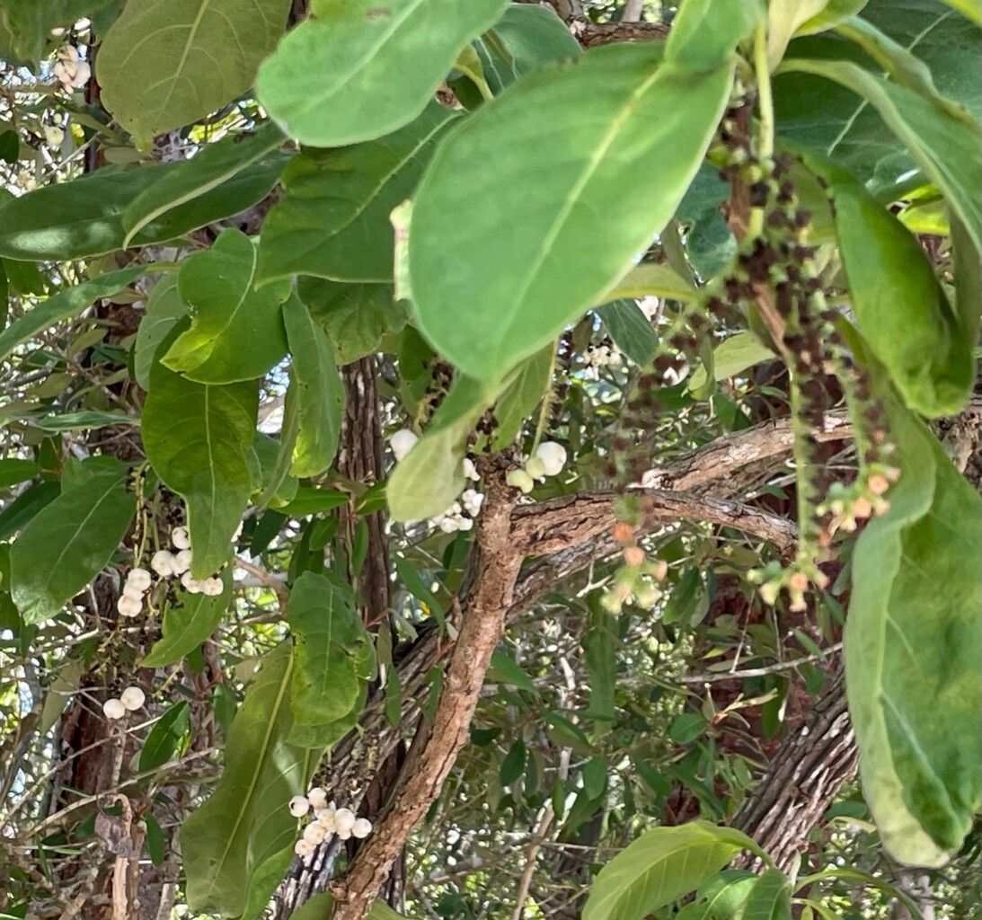 Heliotropium astrotrichum fruit