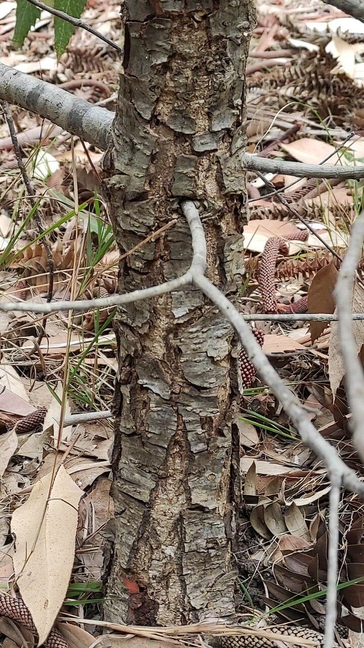 Quercus oblongata bark