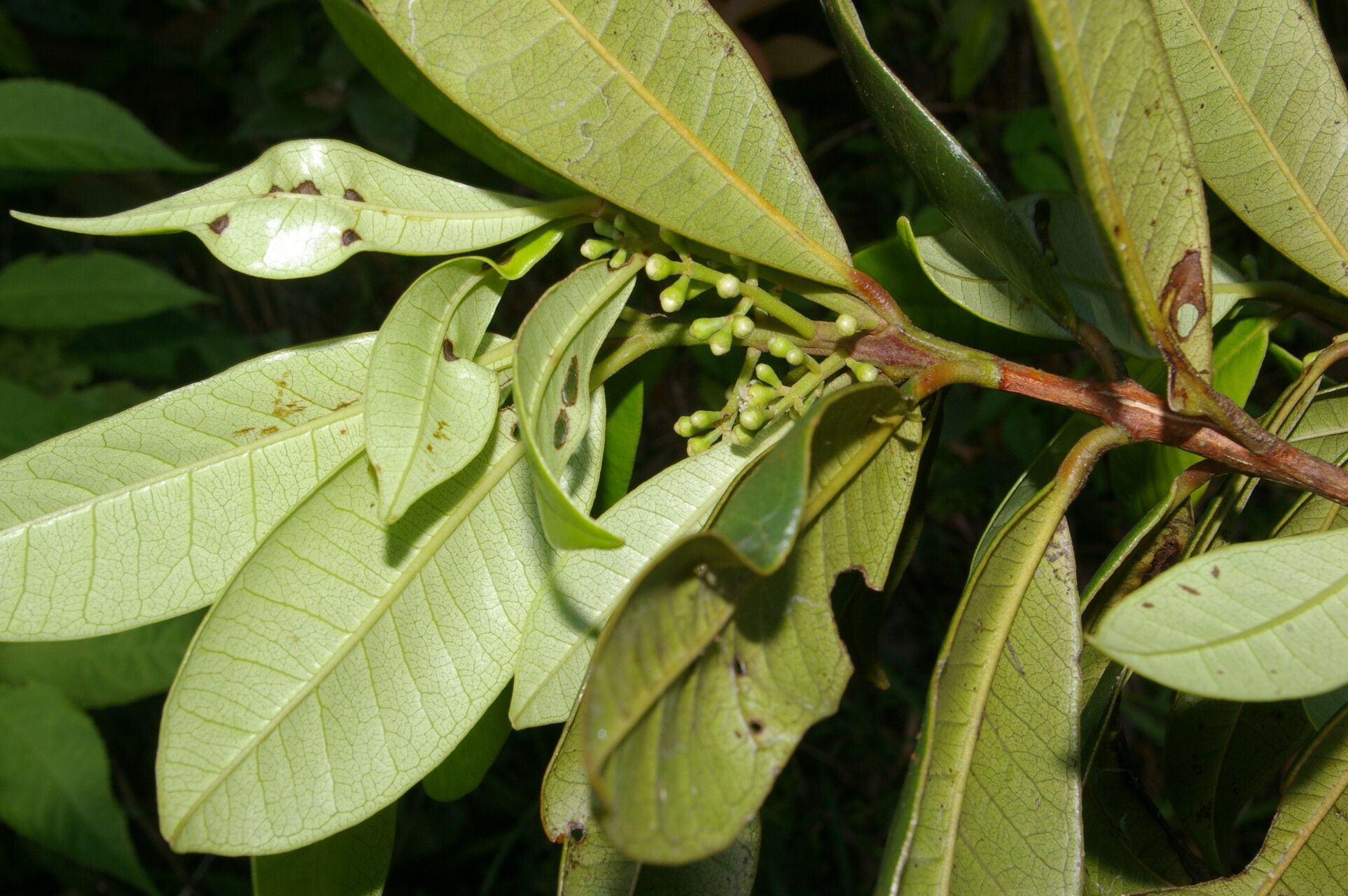 Pimenta guatemalensis habit