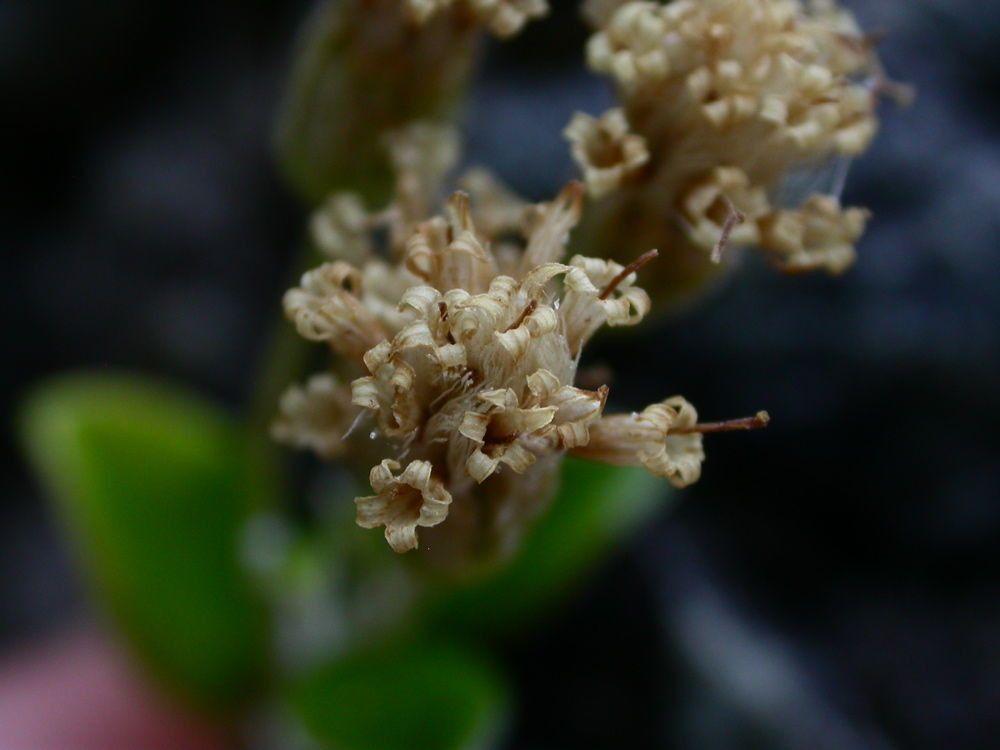 Luina hypoleuca flower