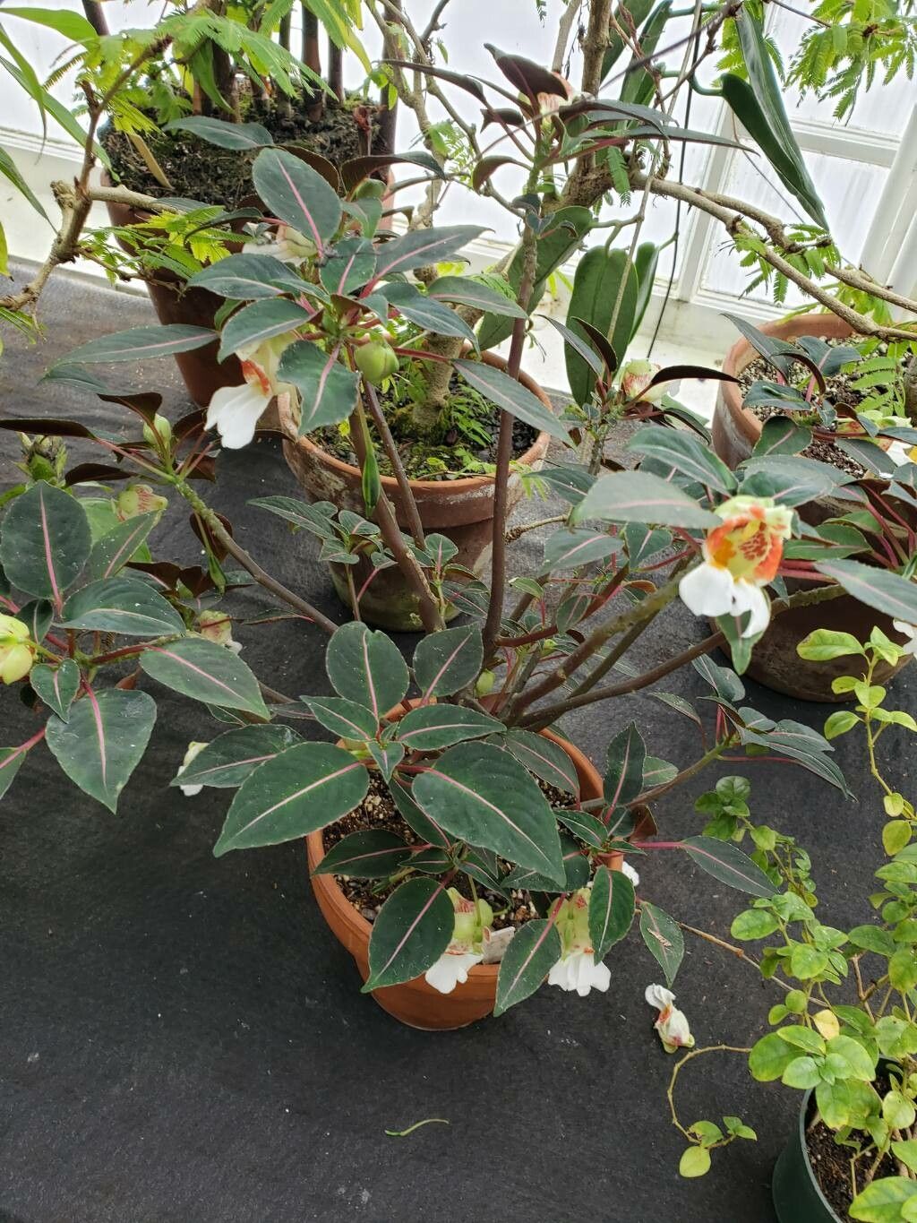 Impatiens morsei habit