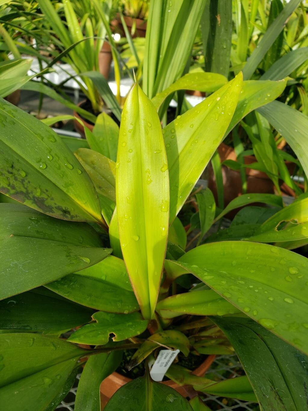 Maxillaria rodrigueziana leaf