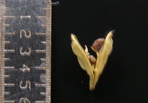 Rostellularia mollissima fruit