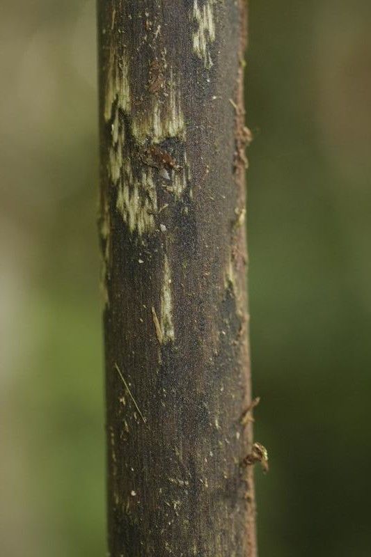 Dracontium polyphyllum other