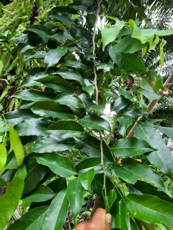 Platymiscium pinnatum — search result for 'Panama'