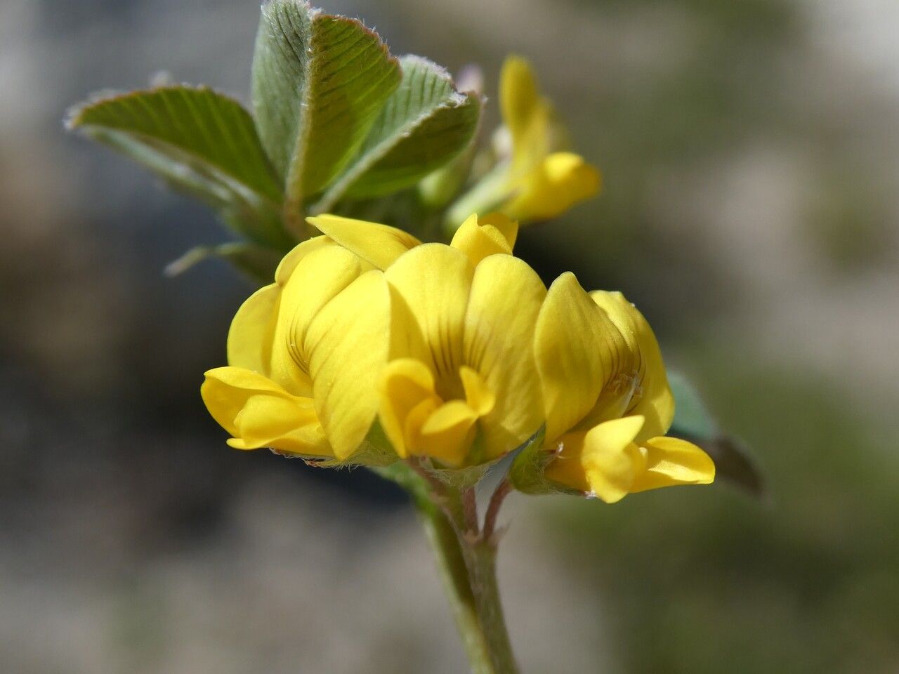 Medicago suffruticosa flower