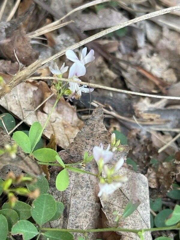 Lespedeza procumbens flower
