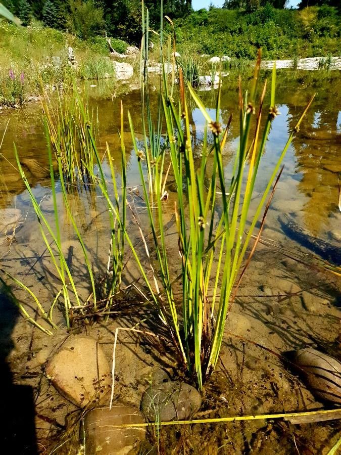 Schoenoplectus mucronatus habit