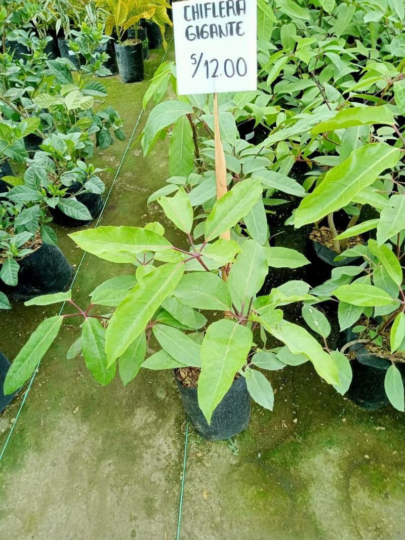 Neopanax arboreus — related species from the same genus