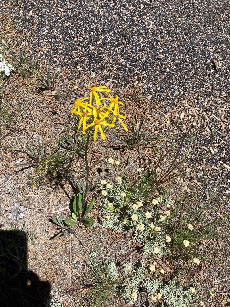 Senecio integerrimus flower