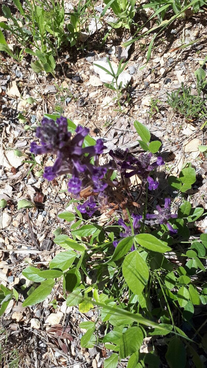 Phelipanche lavandulacea — houseplant care guide