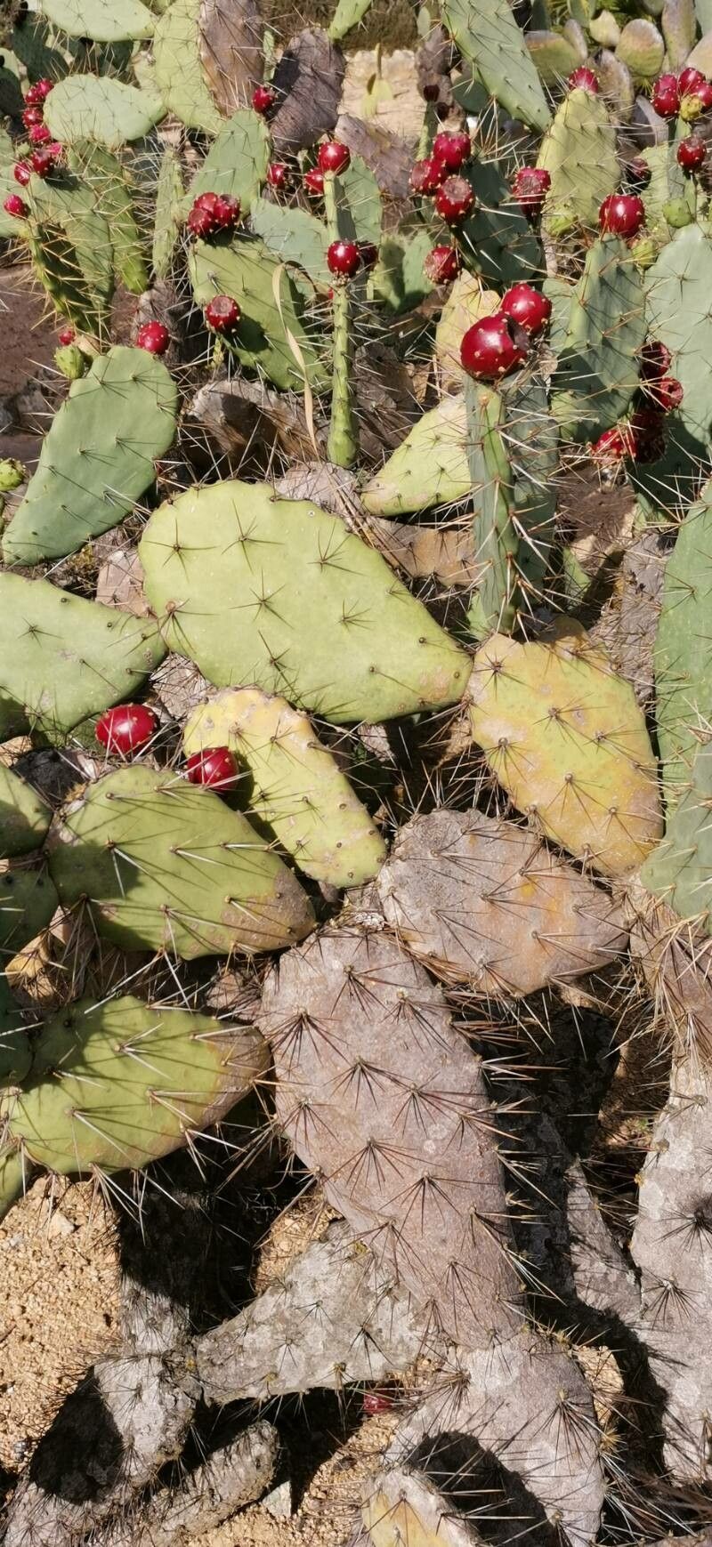 Opuntia schumannii habit