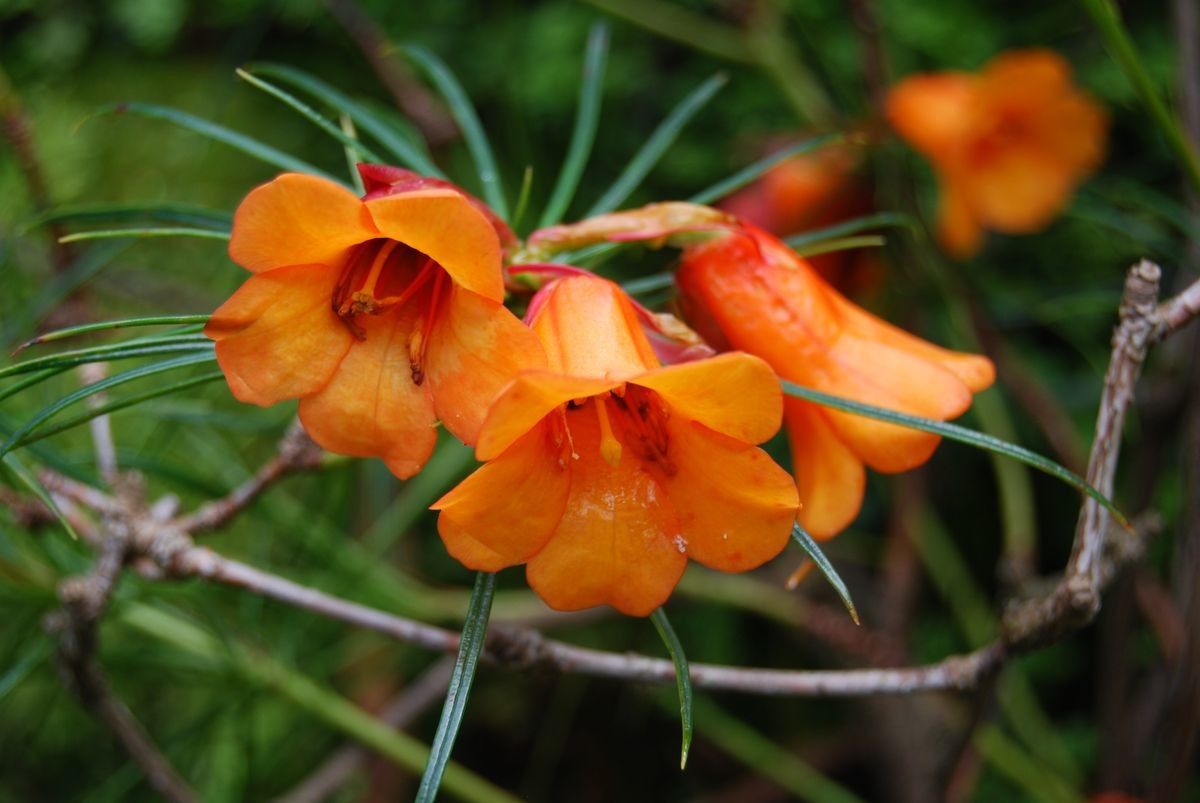 Rhododendron stenophyllum flower