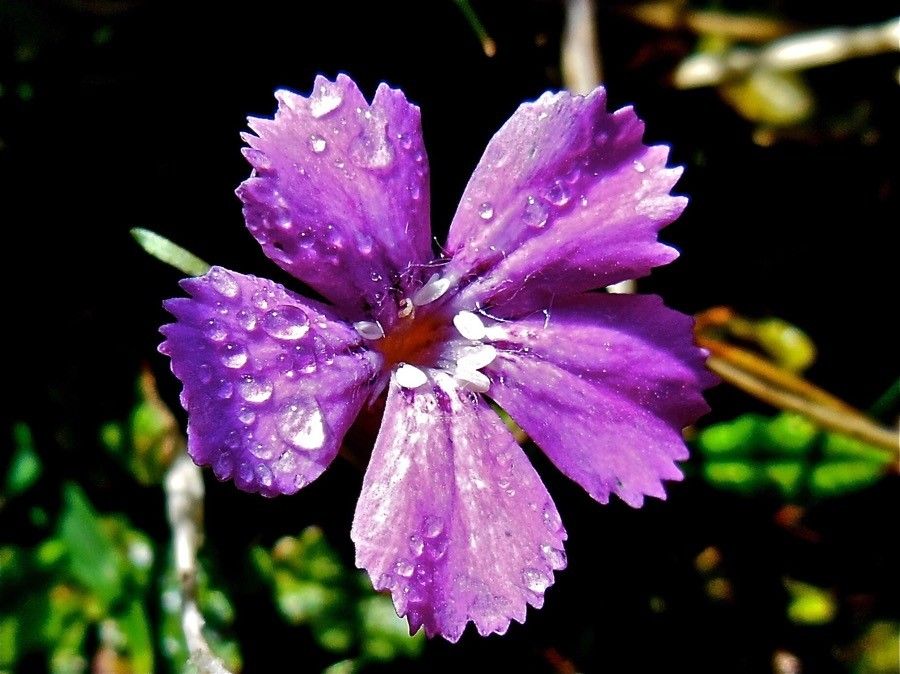 Dianthus glacialis flower