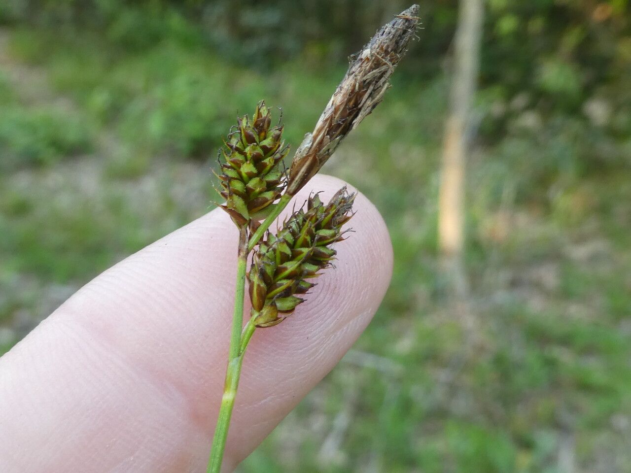 Carex depressa flower