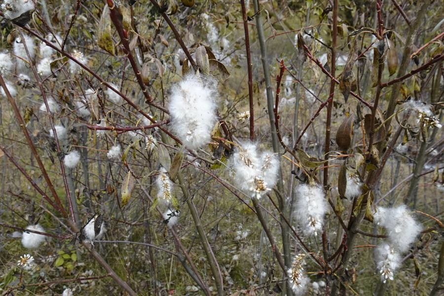 Salix discolor fruit