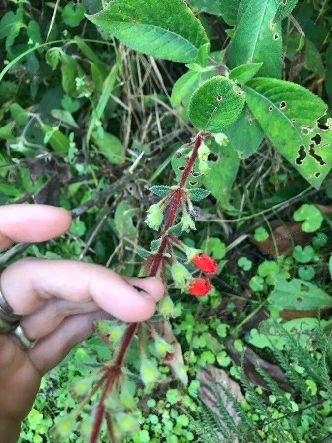 Kohleria spicata bark