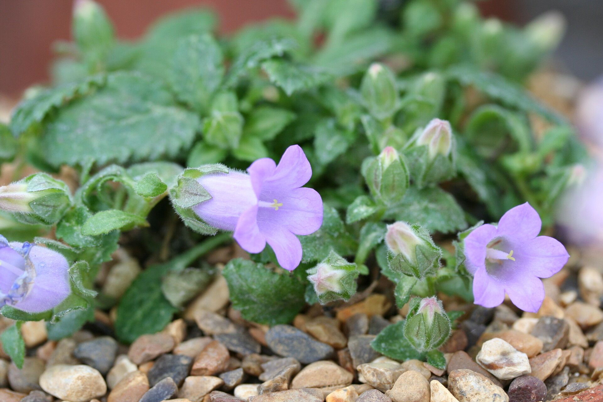Campanula carpatha — houseplant care guide