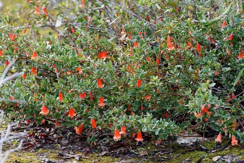 Correa pulchella — search result for 'Correa'