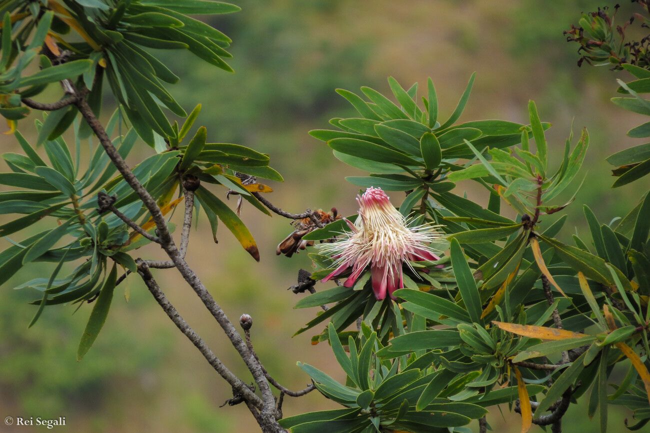 Protea rupestris — search result for 'Protea'