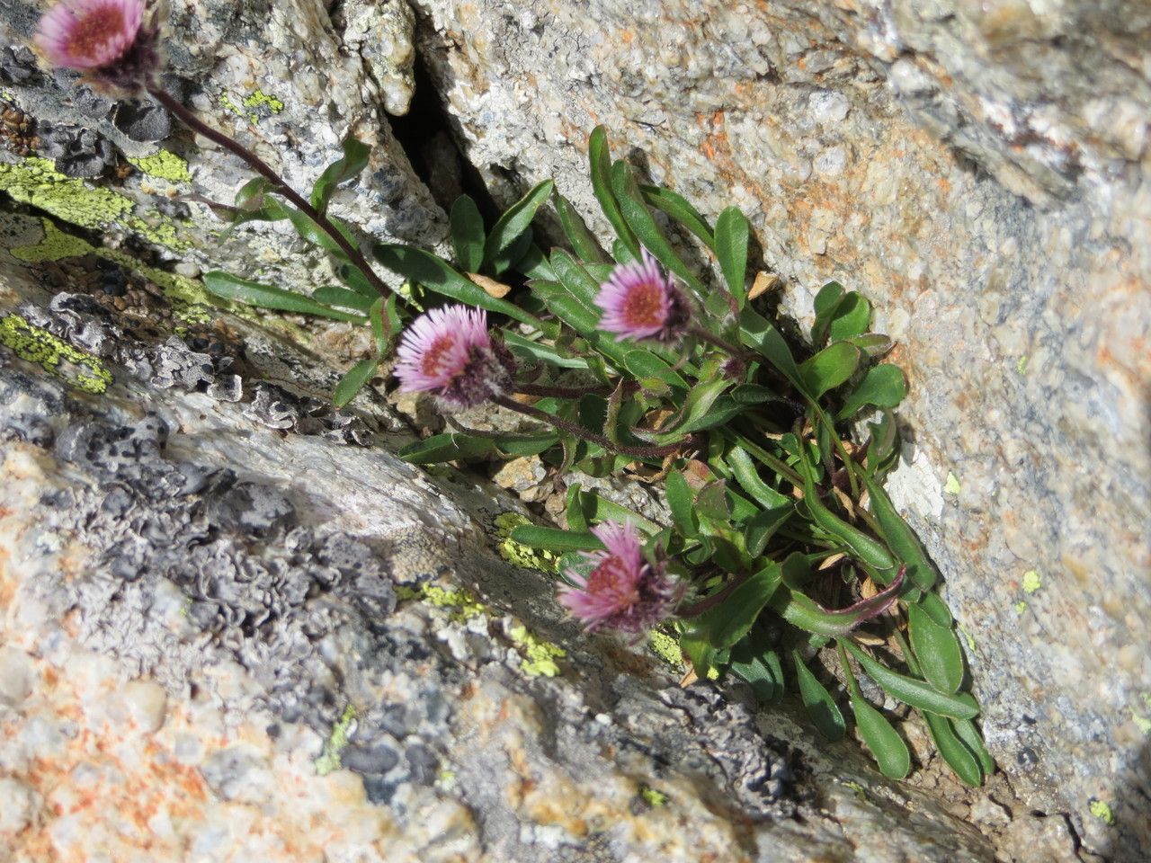 Erigeron neglectus habit